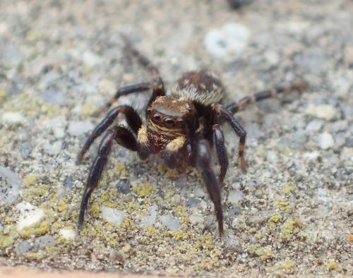 Réf. 238 680 : Pseudeuophrys erratica